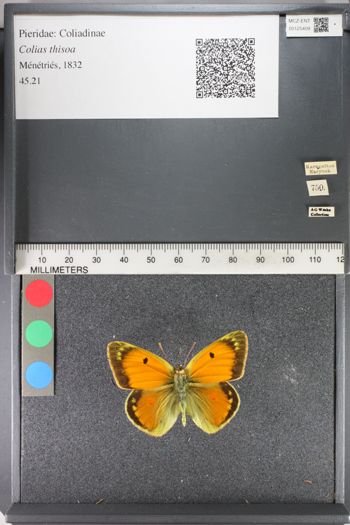 Media type: image;   Entomology 125409